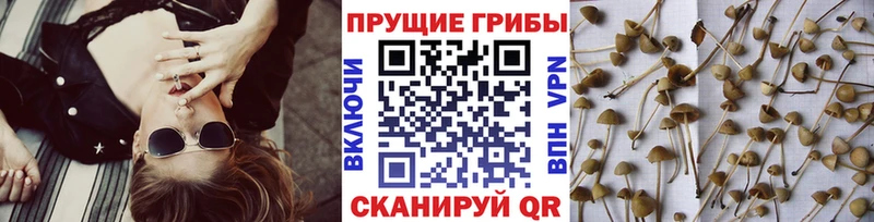 Псилоцибиновые грибы Psilocybe  Щигры 